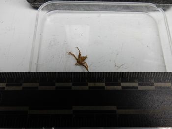 Media type: image; Invertebrate Zoology 139207